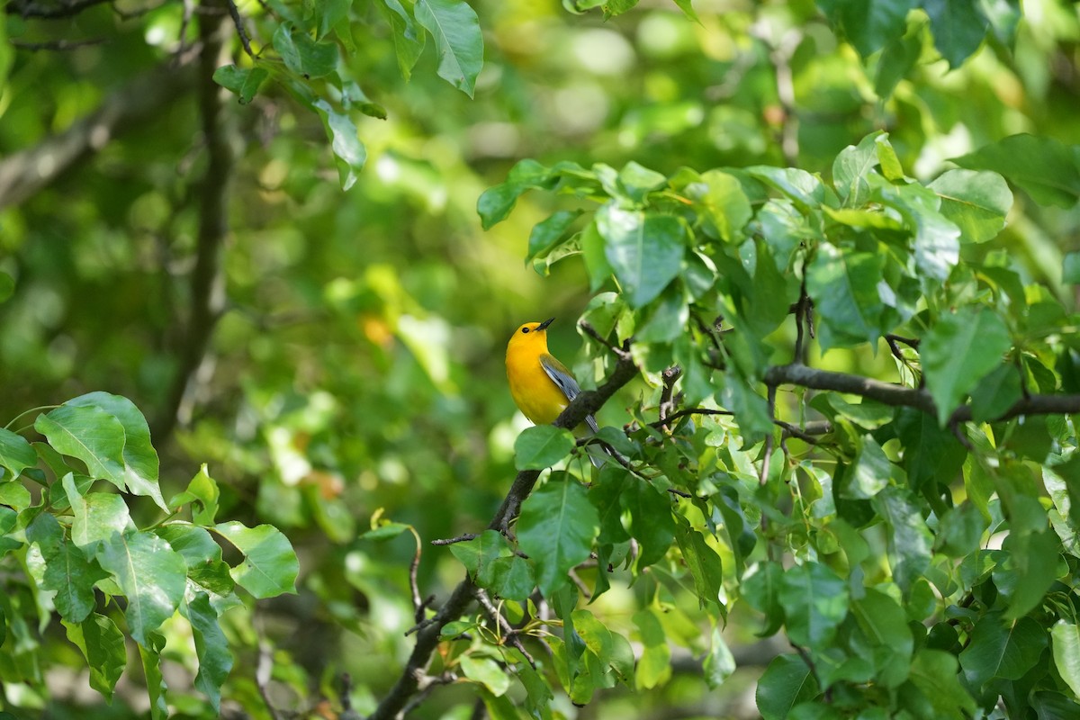 Prothonotary Warbler - ML617452525