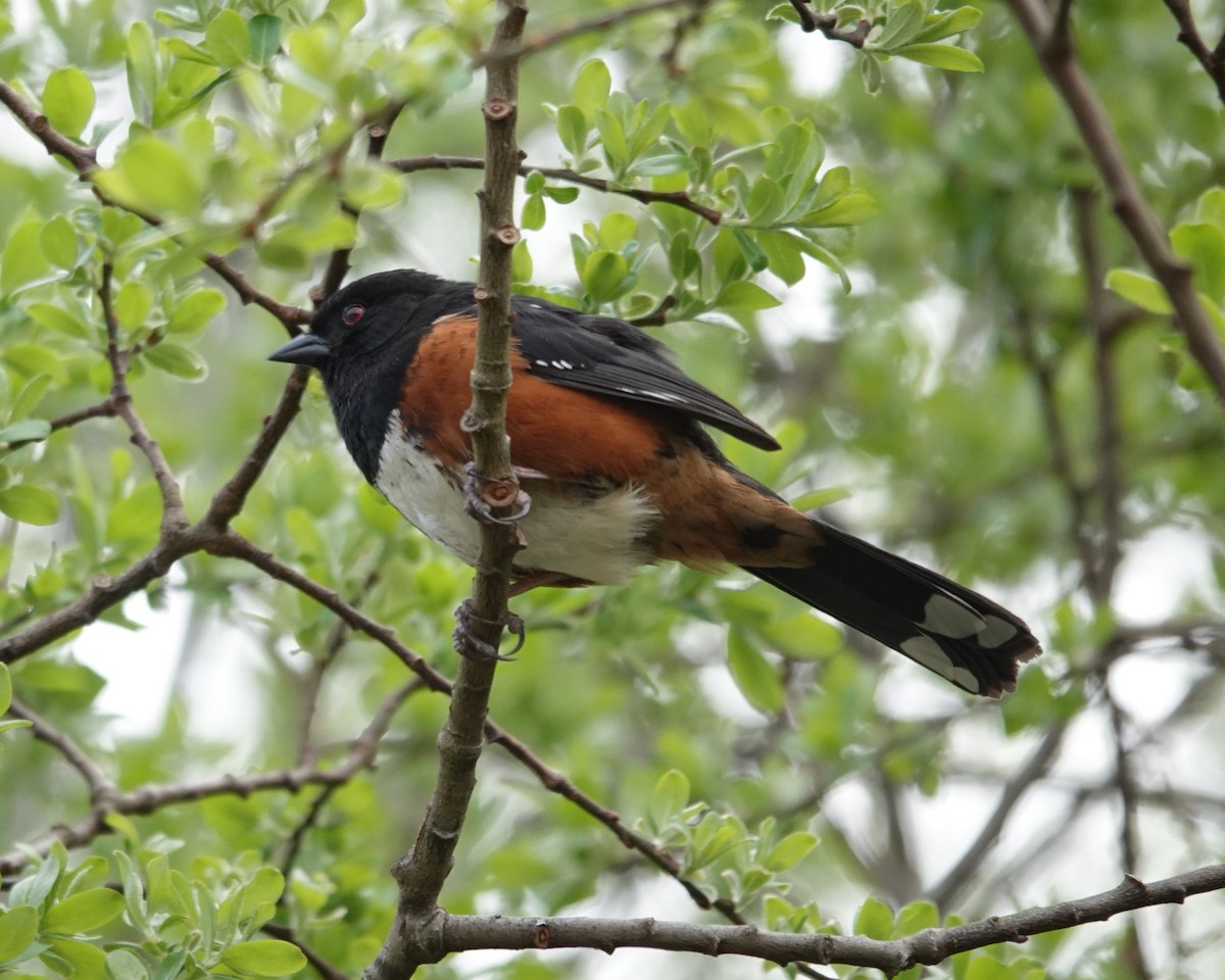 Spotted Towhee - ML617452538