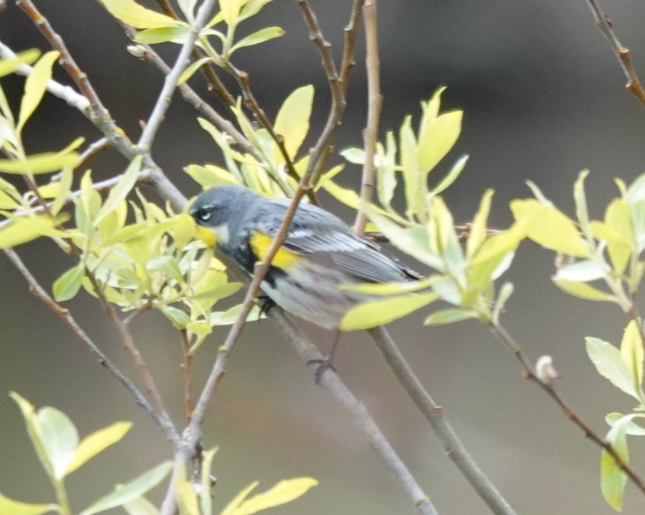 Yellow-rumped Warbler (Audubon's) - ML617452548