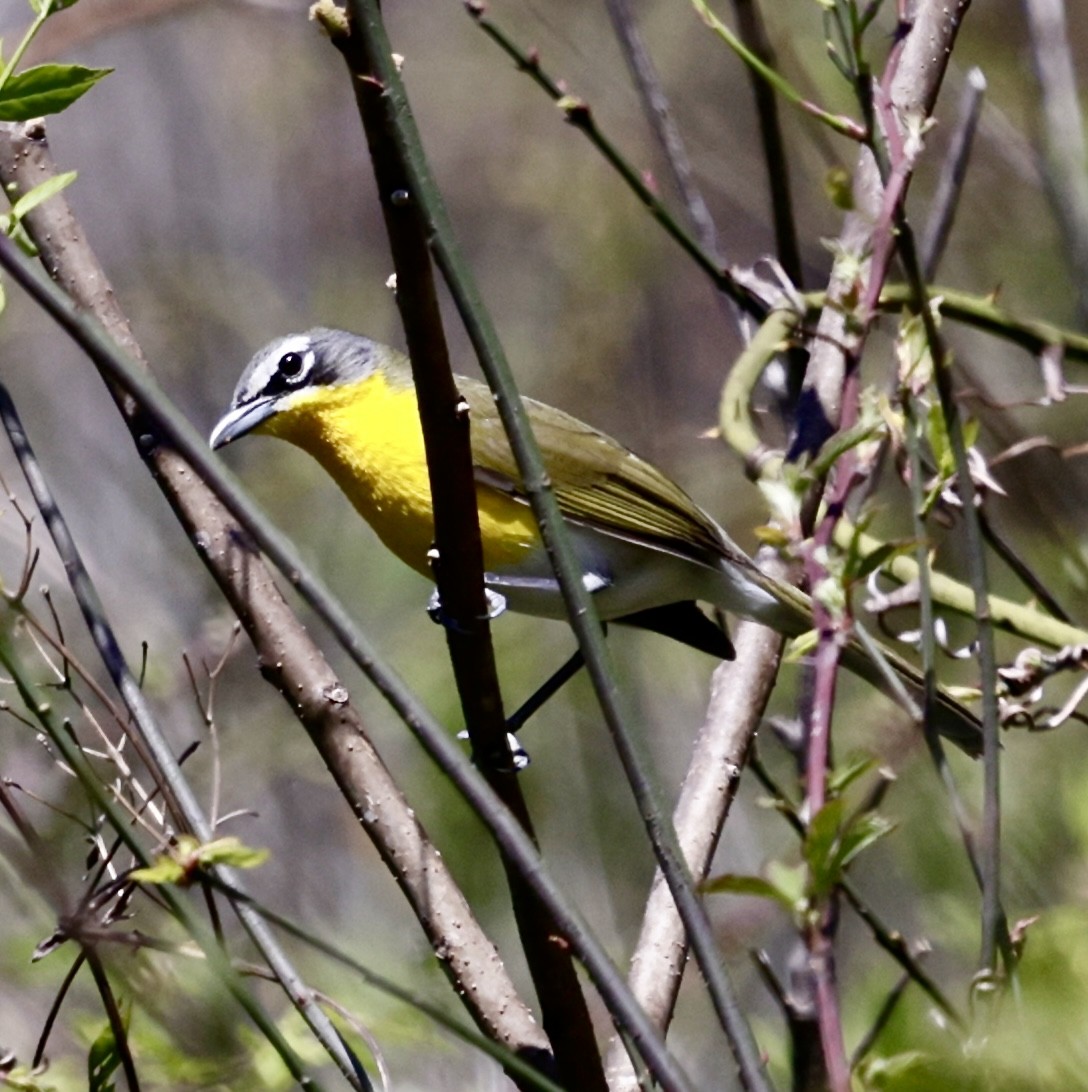 Yellow-breasted Chat - ML617452575