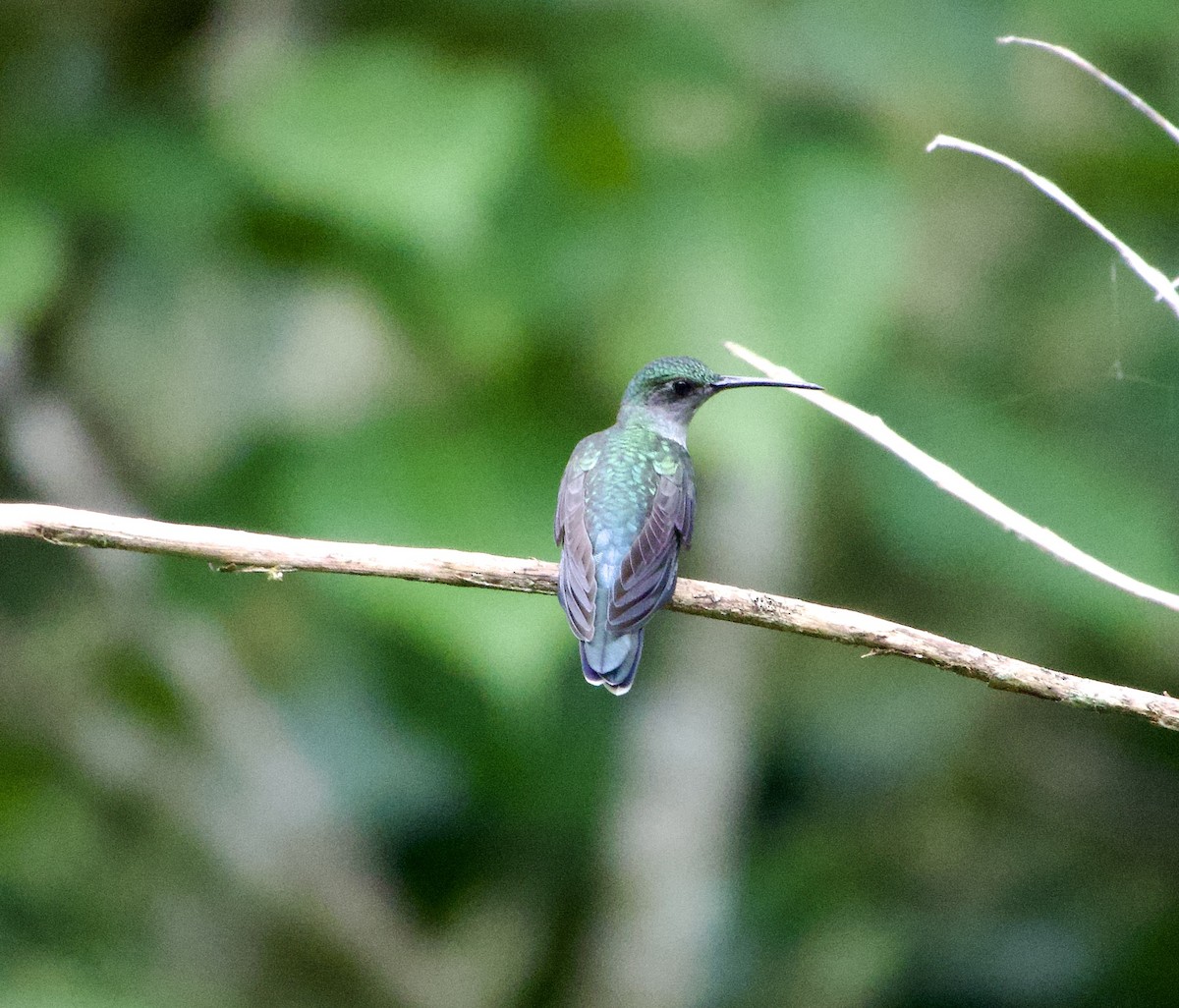 kolibřík šedoprsý - ML617452615