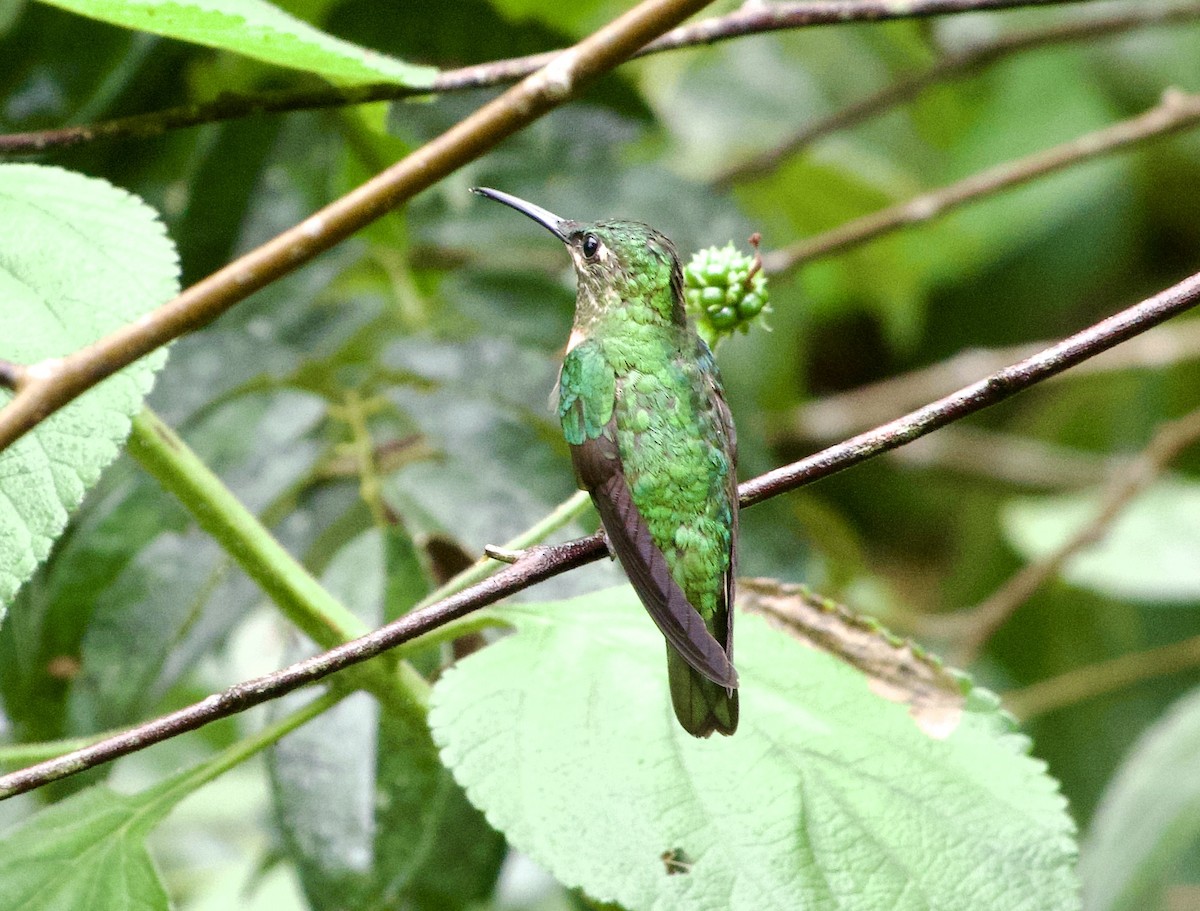 kolibřík nazlátlý - ML617452669
