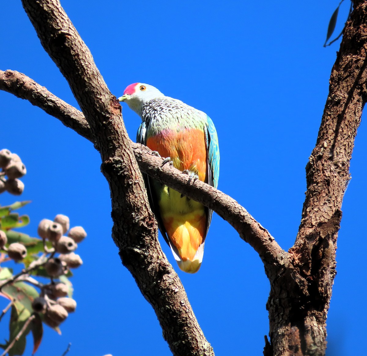 Rose-crowned Fruit-Dove - ML617452701