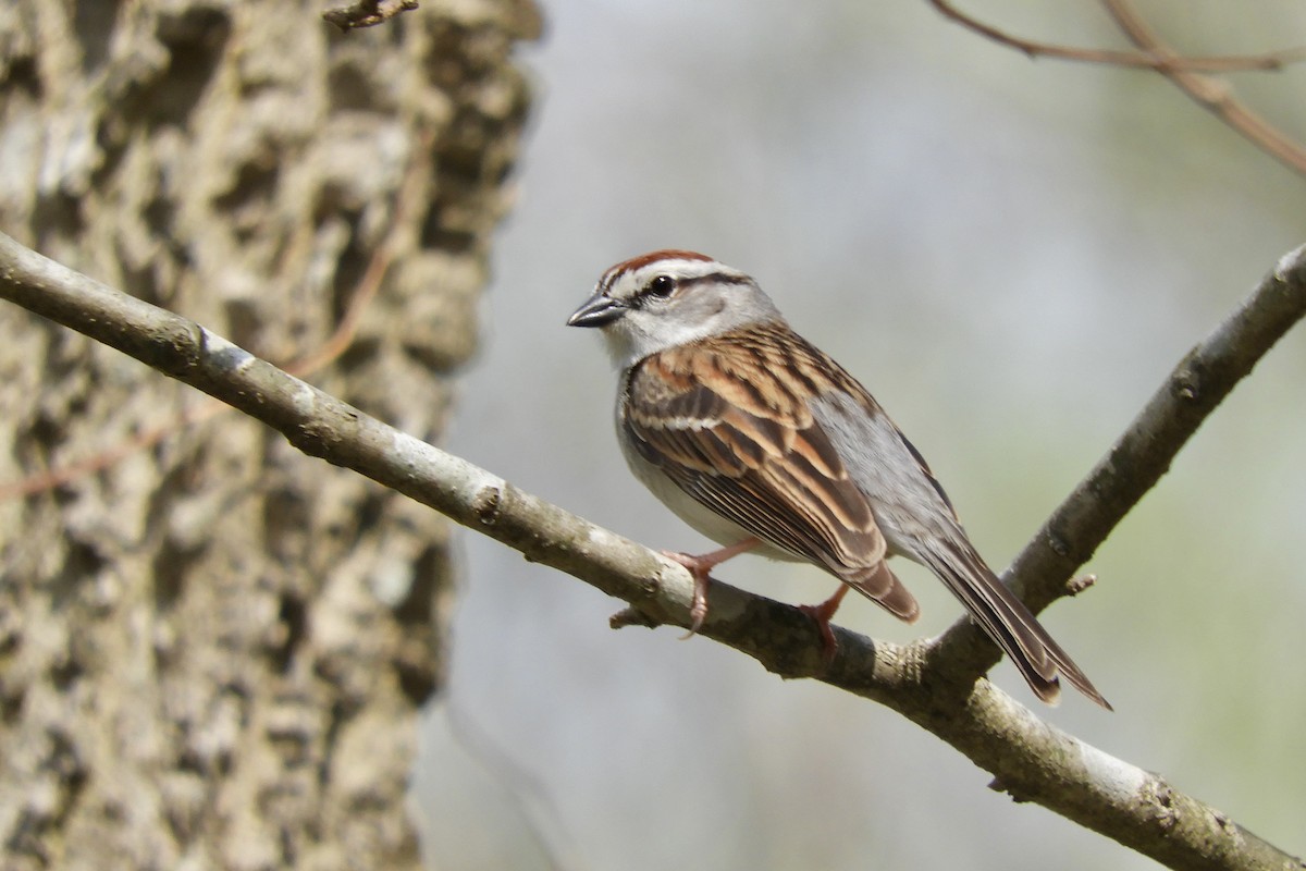 Chipping Sparrow - ML617452706
