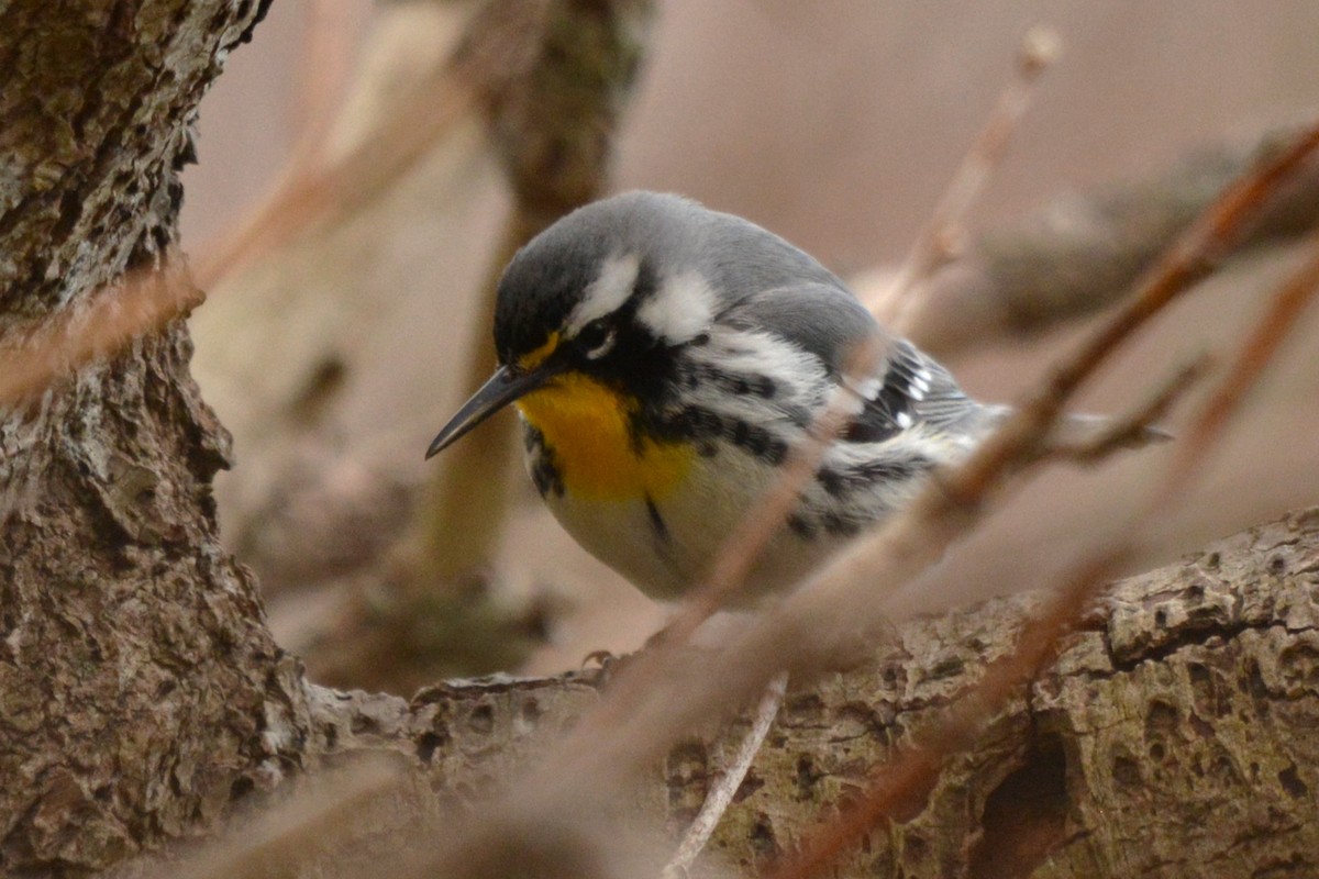 Yellow-throated Warbler - ML617452817