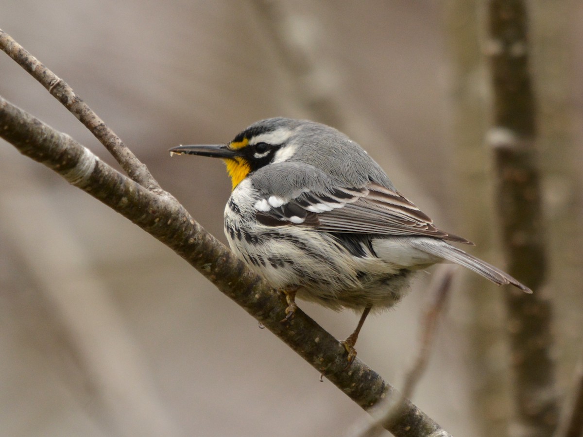 Yellow-throated Warbler - C Mercer