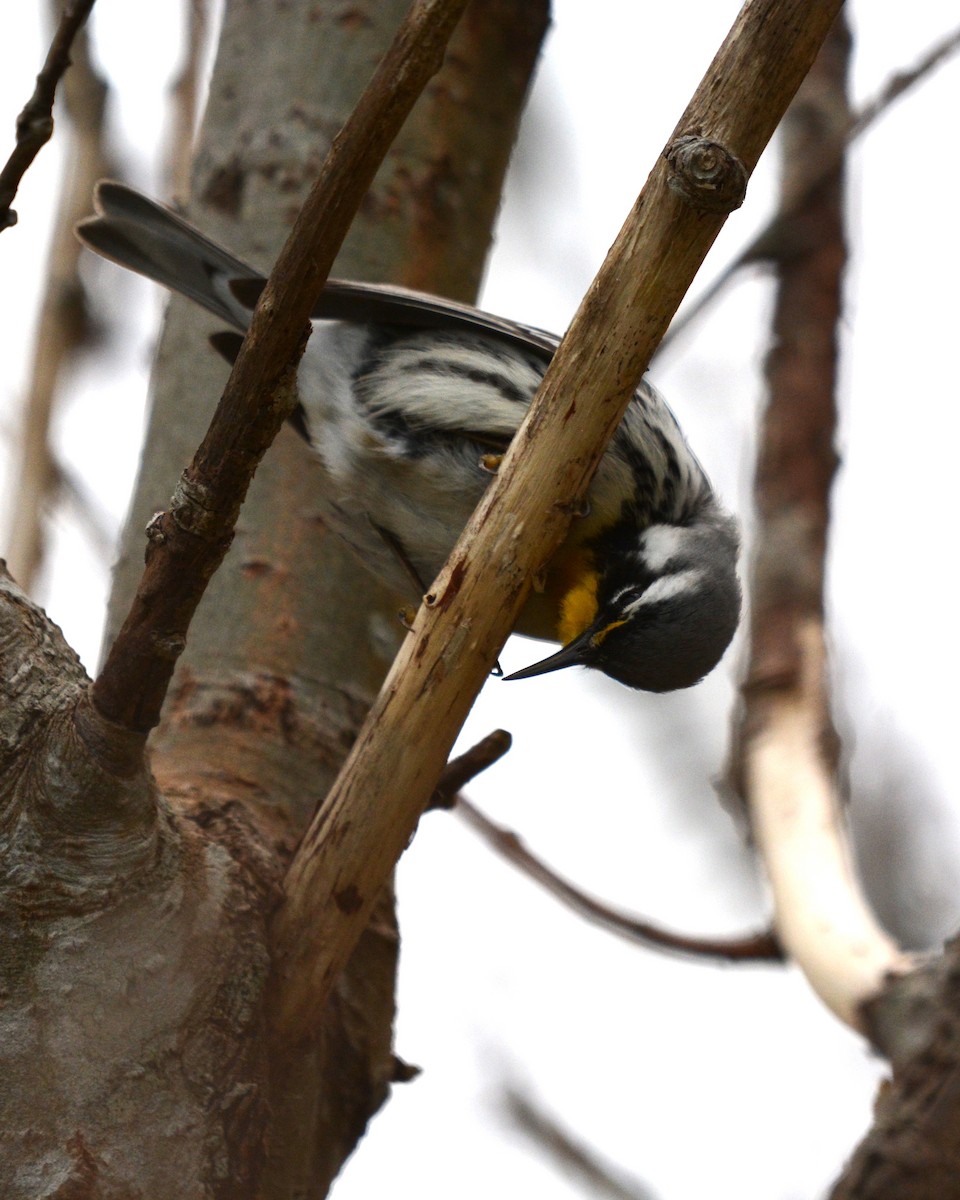 Yellow-throated Warbler - C Mercer