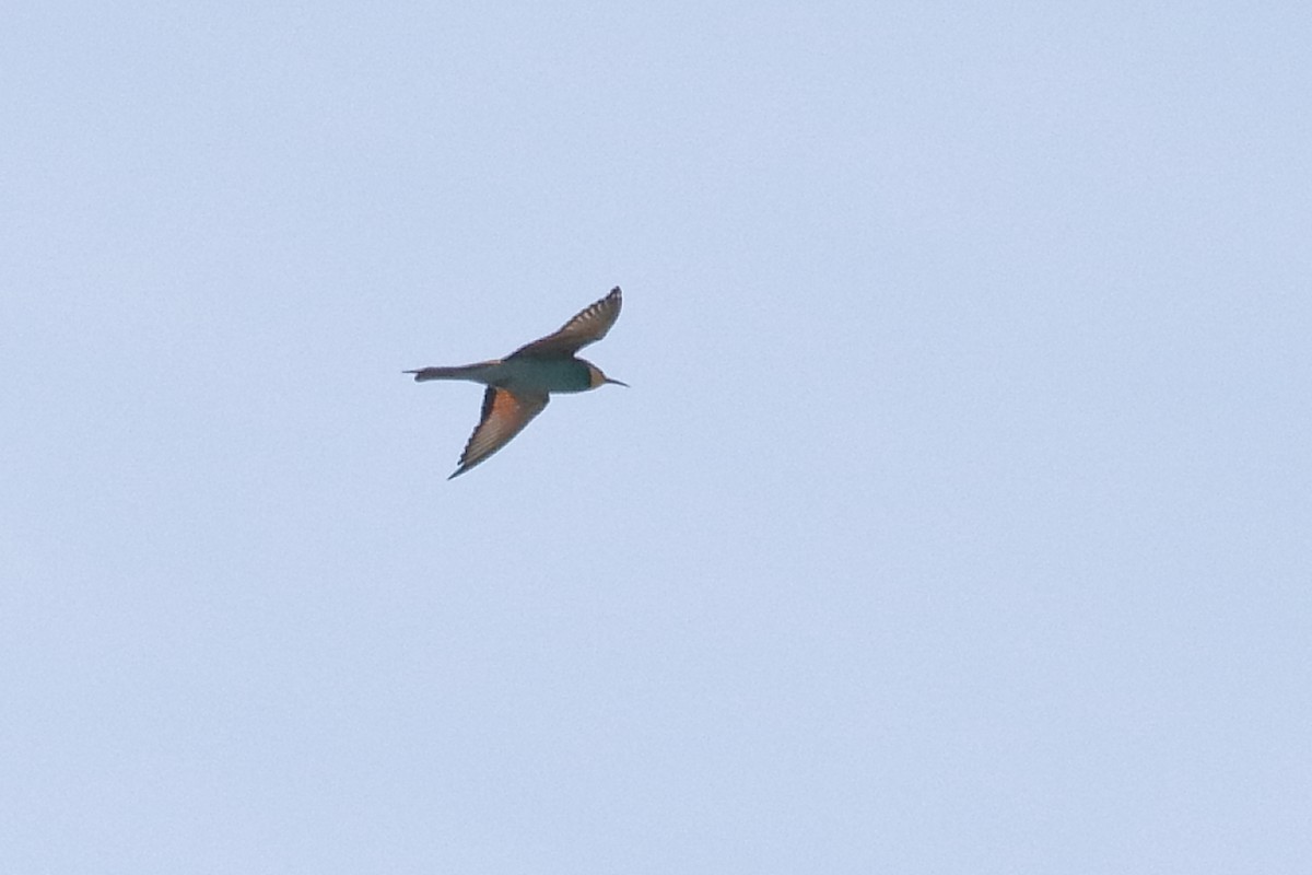 European Bee-eater - ML617452840