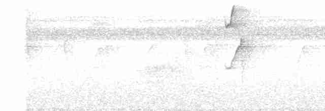Светлобрюхий колибри-отшельник - ML617452841