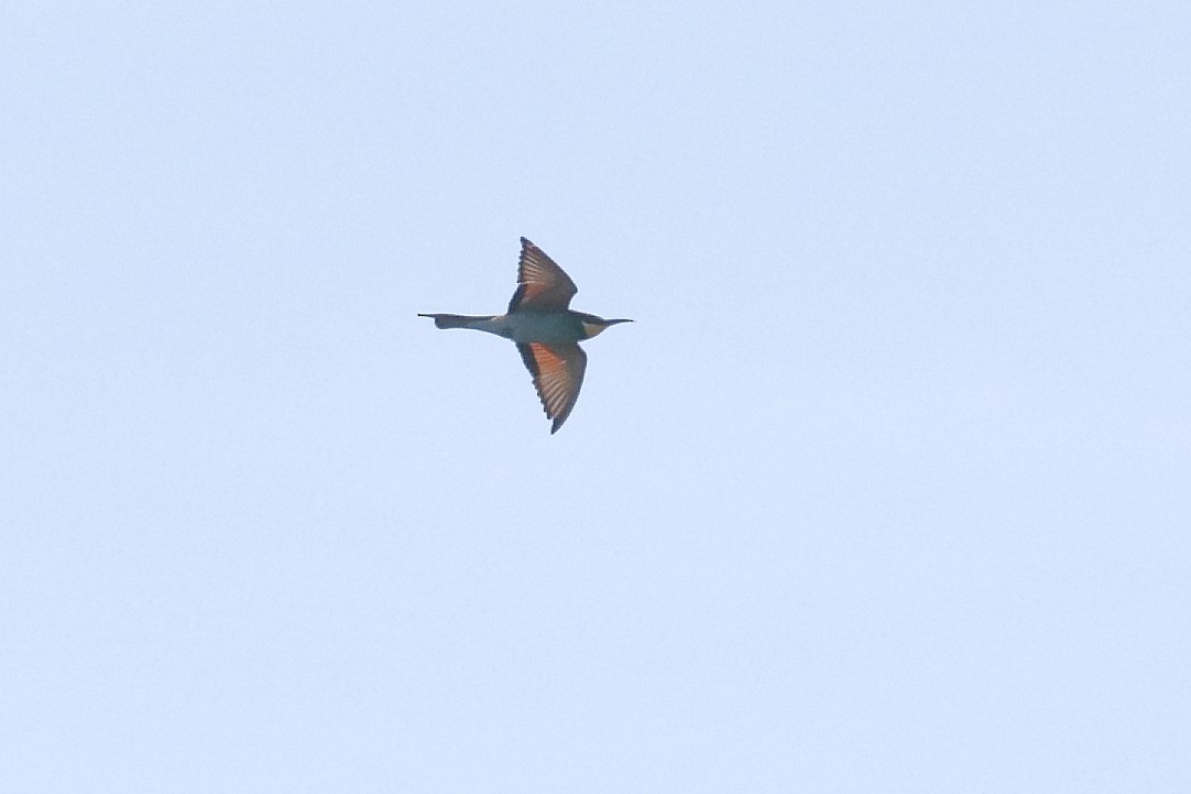 European Bee-eater - ML617452843