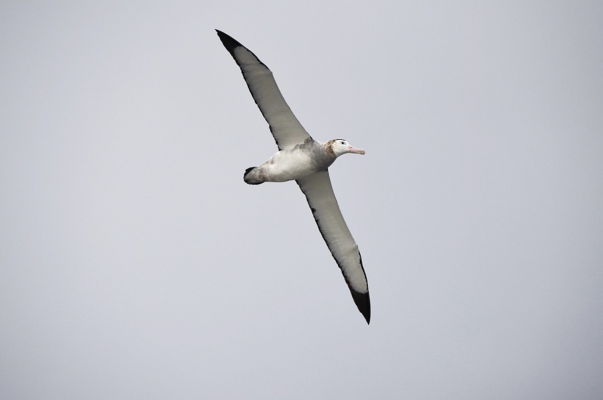 albatros jižní - ML617452922