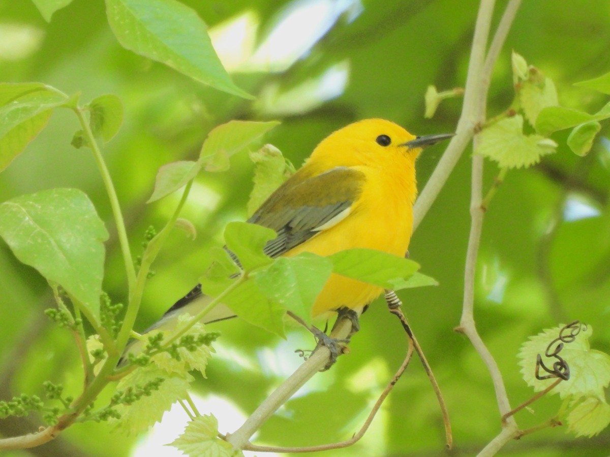 Prothonotary Warbler - ML617452931