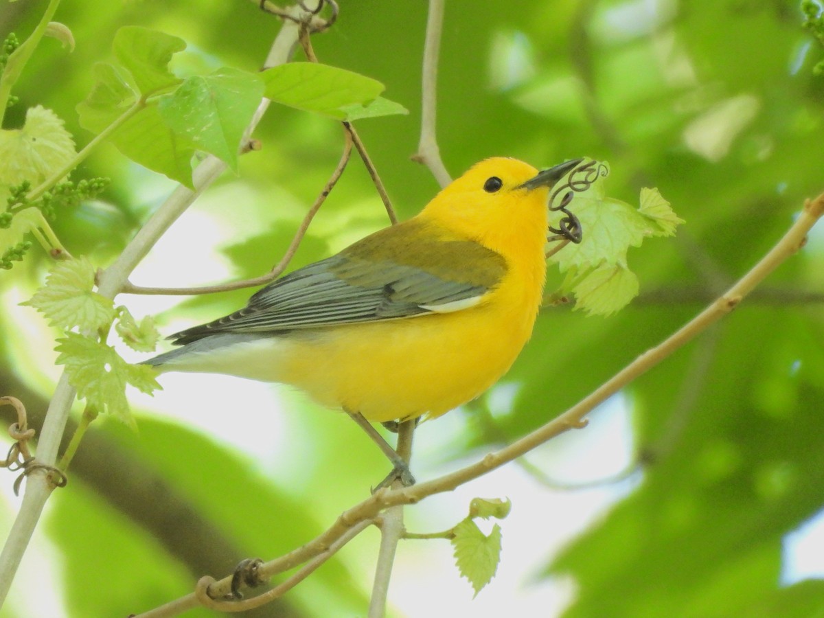 Prothonotary Warbler - ML617452932