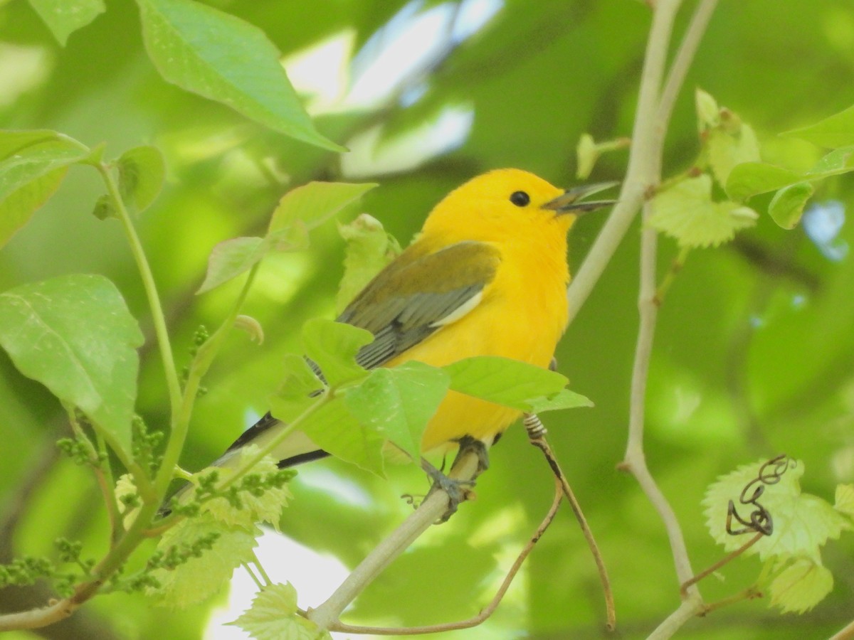 Prothonotary Warbler - ML617452933