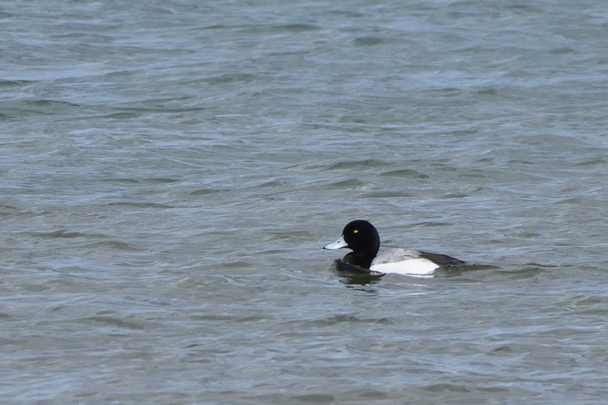 Greater Scaup - ML617452934