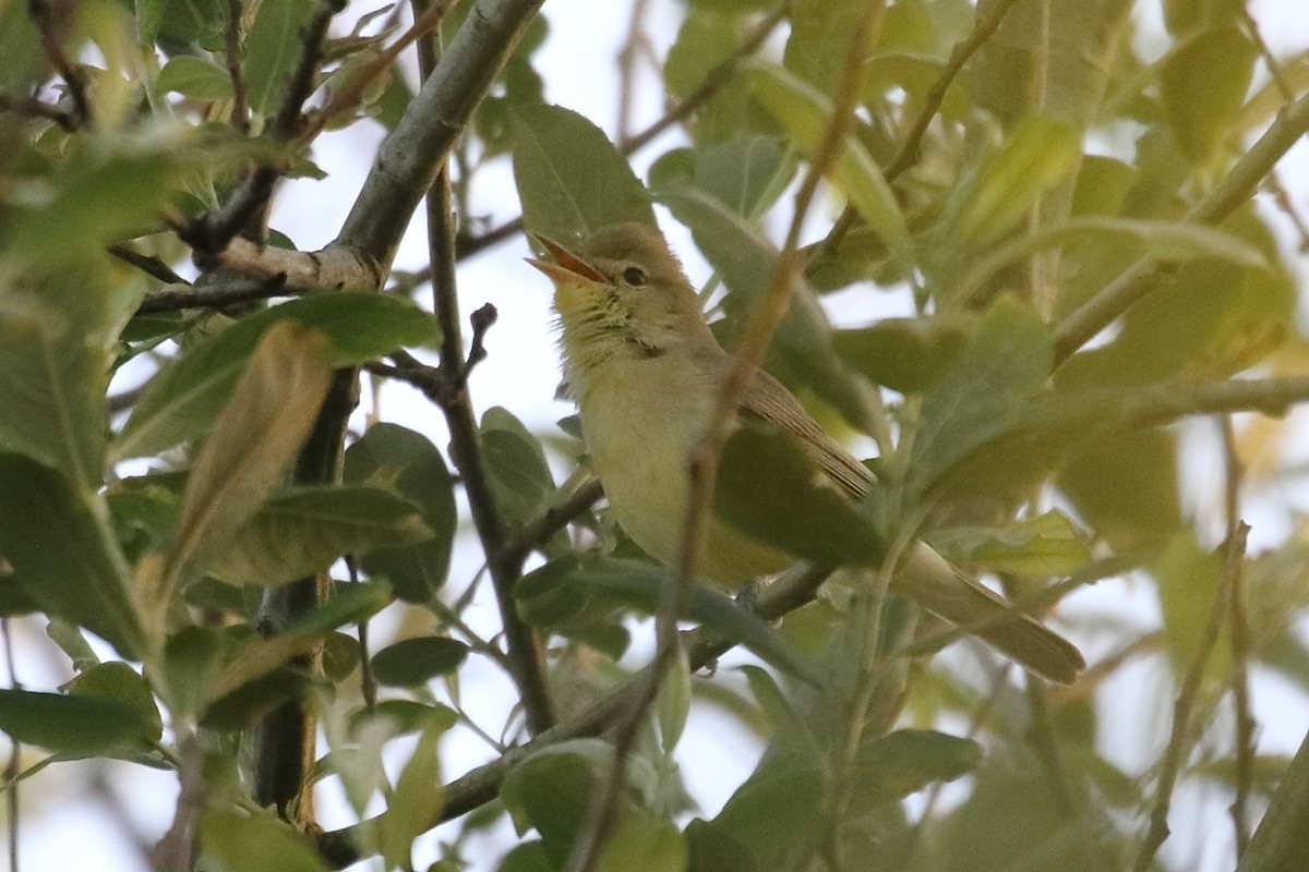 Melodious Warbler - ML617453195