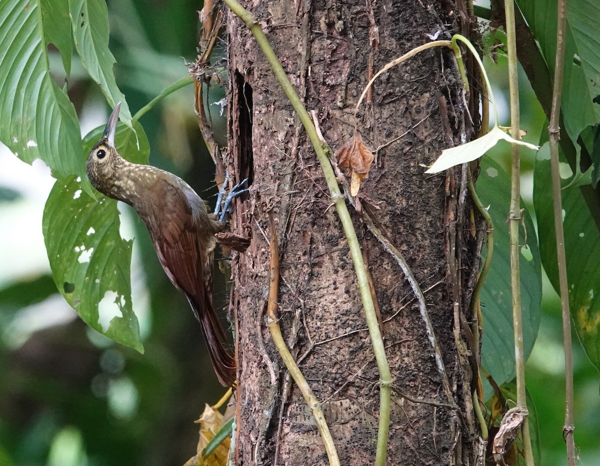 Spotted Woodcreeper - ML617453201