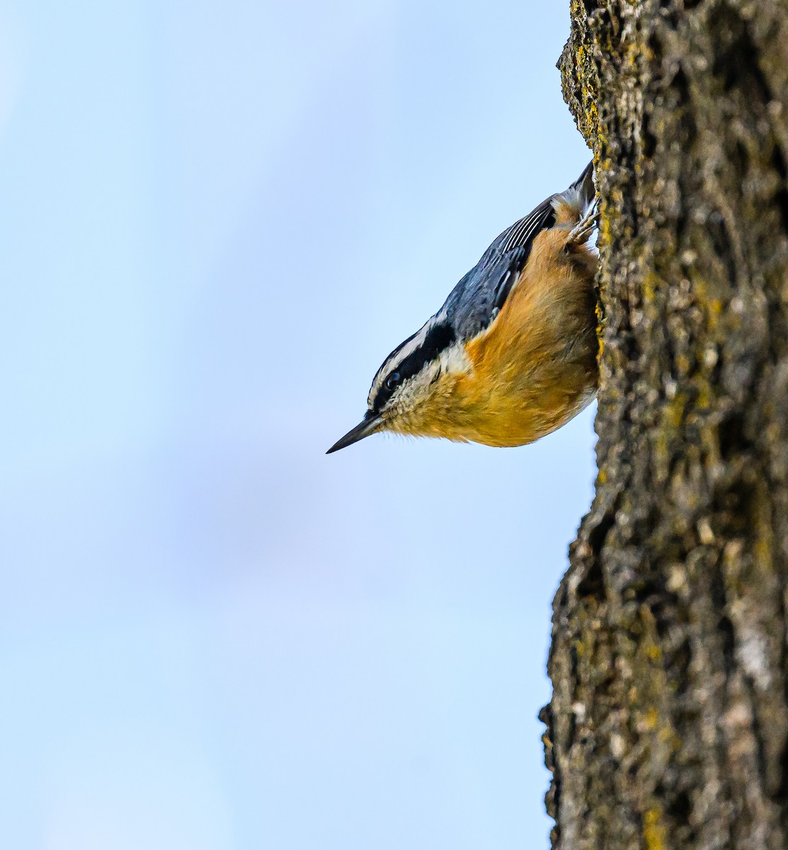 Red-breasted Nuthatch - ML617453248