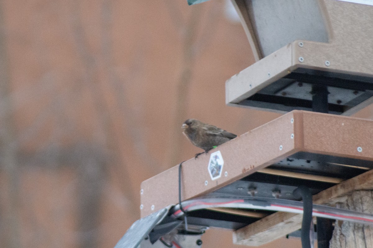 Brown-capped Rosy-Finch - ML617453259
