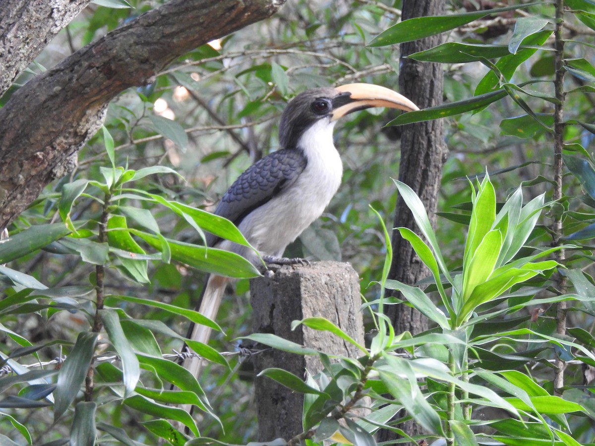 Sri Lanka Gray Hornbill - Cecilia Verkley