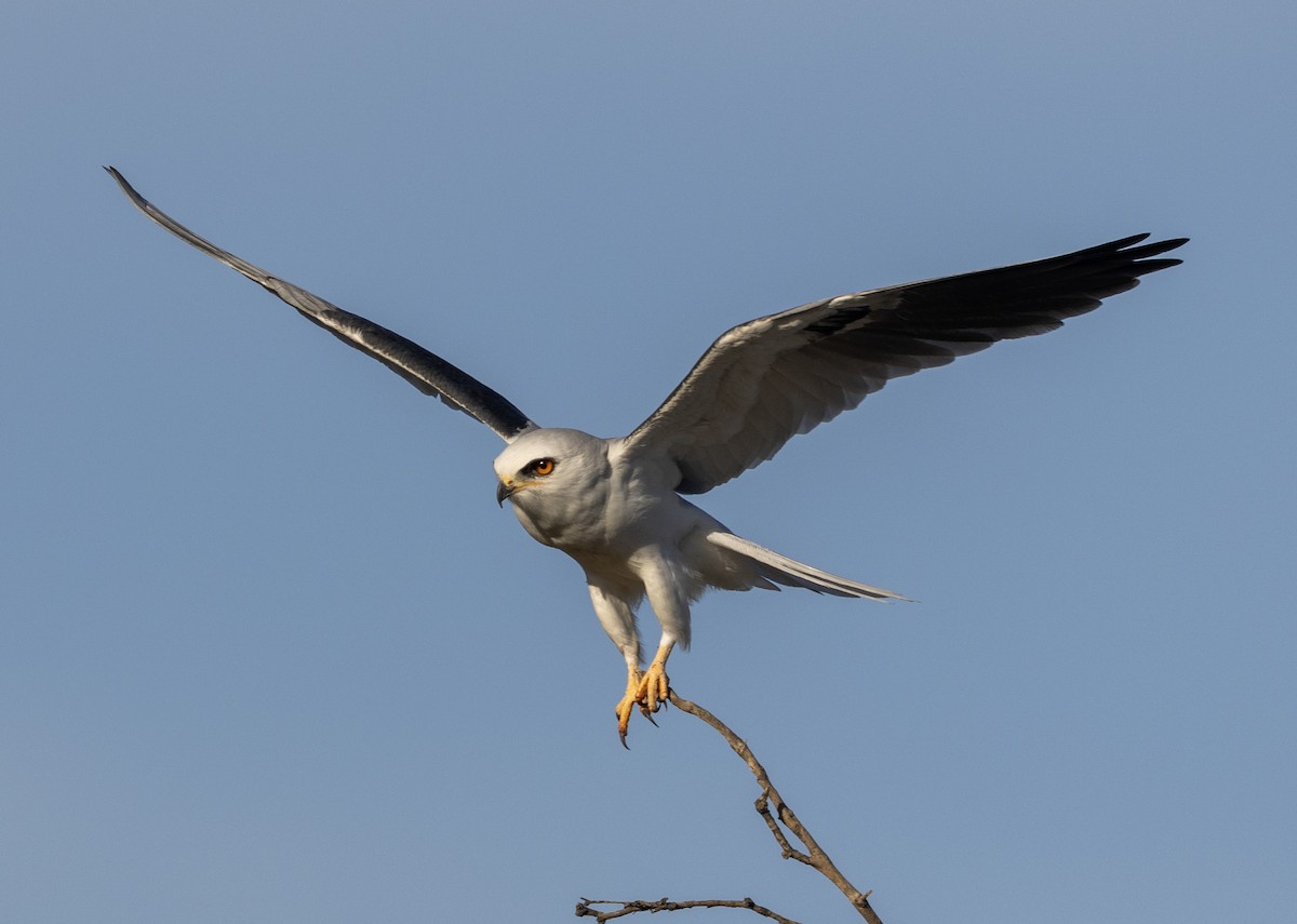 White-tailed Kite - ML617453283