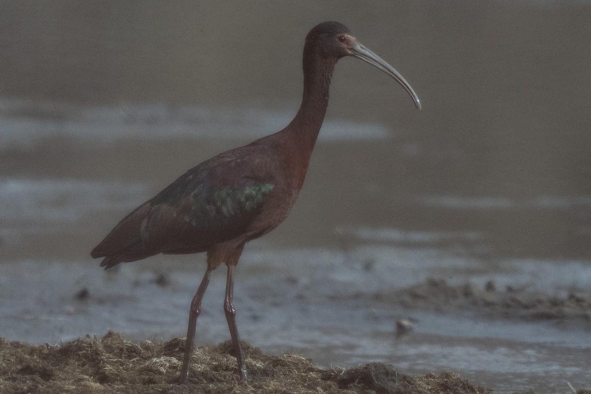 ibis americký - ML617453298