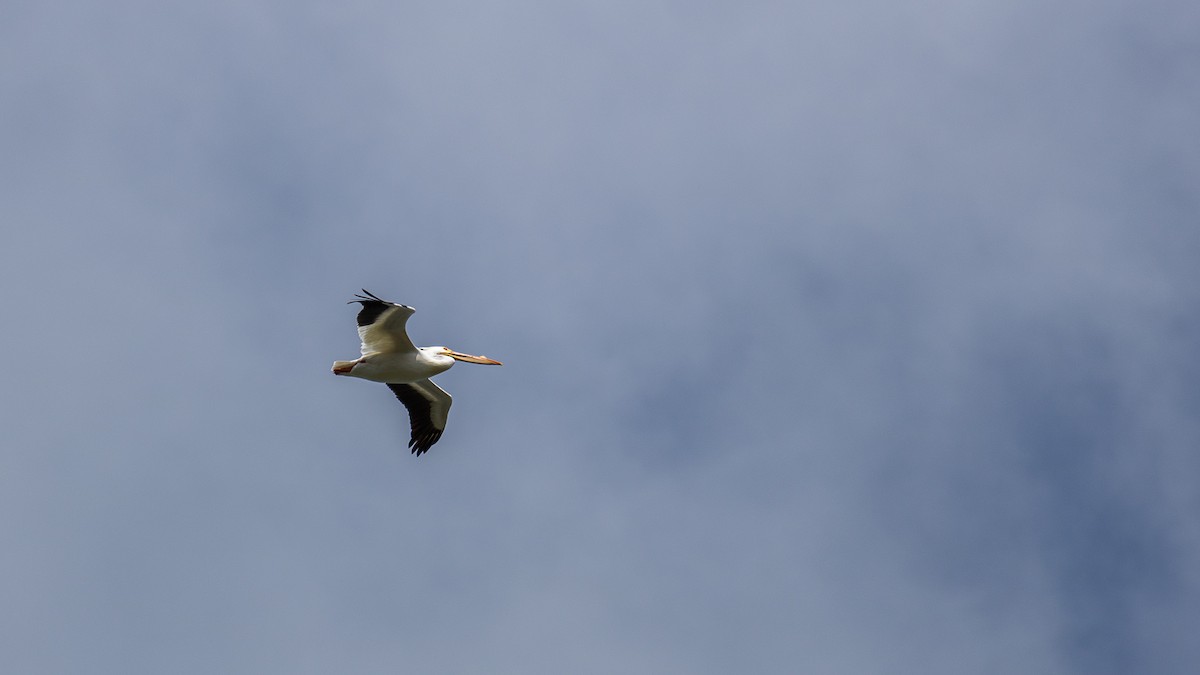 American White Pelican - Aquiles Brinco