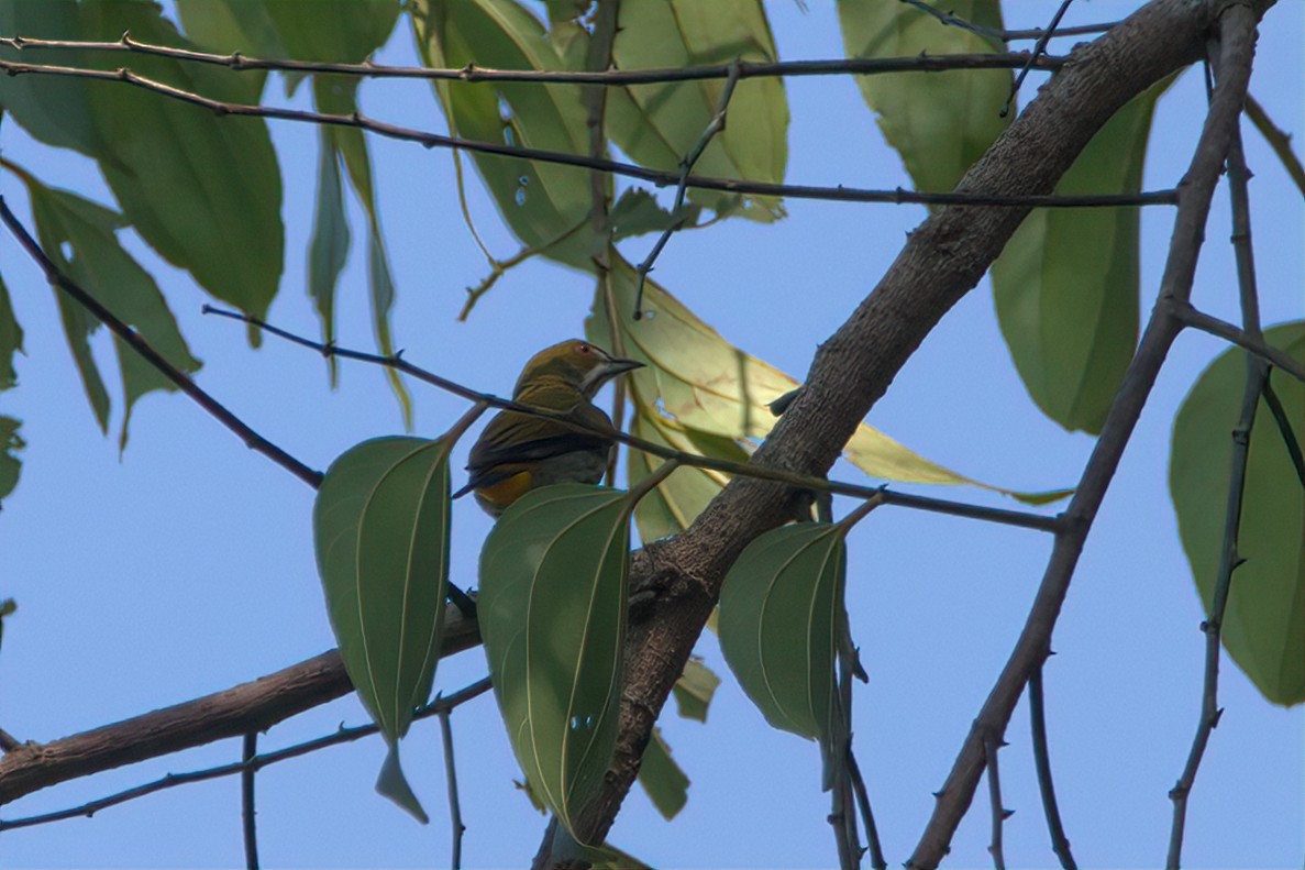 Yellow-vented Flowerpecker - Pipope Panitchpakdi