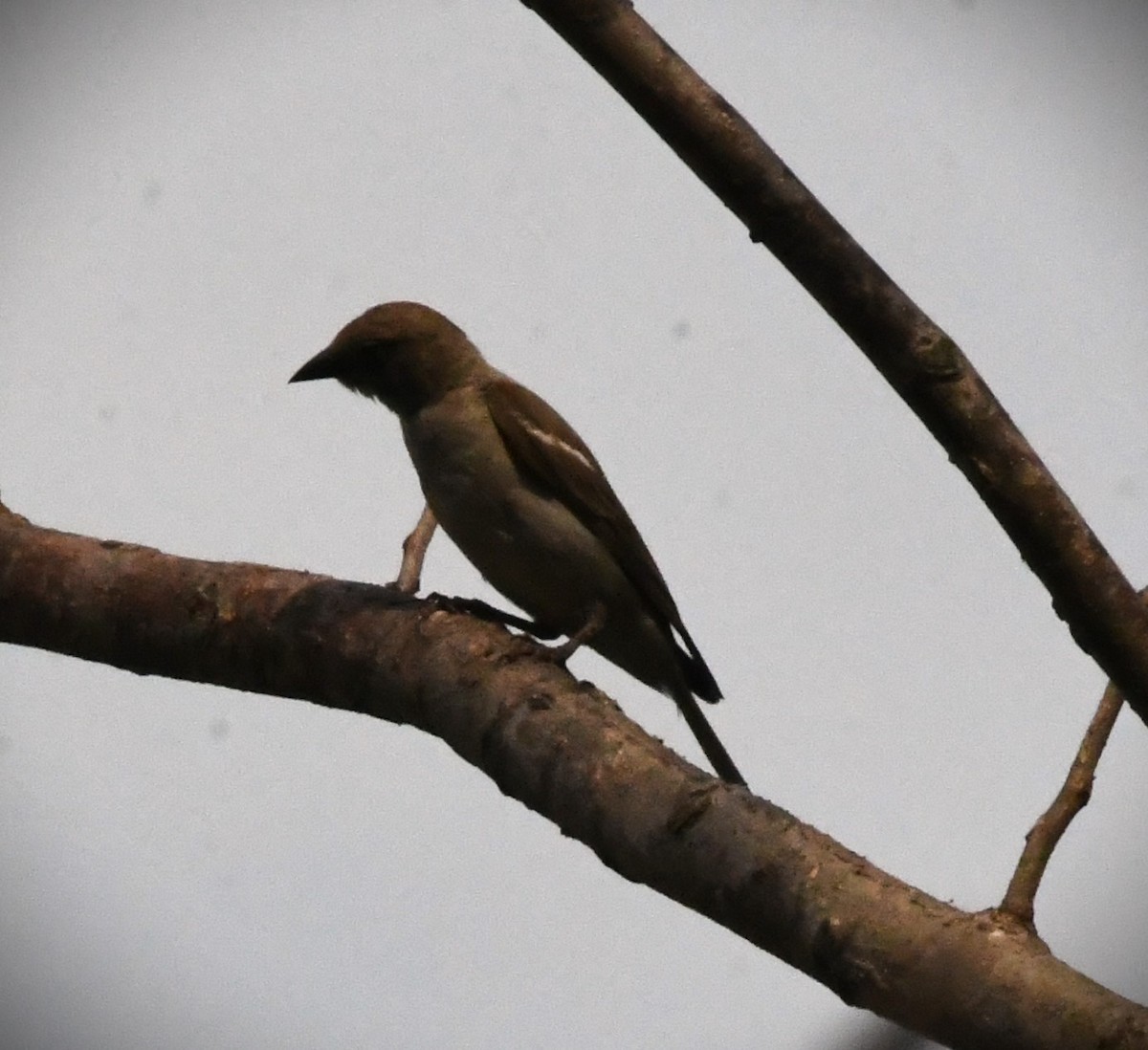 Yellow-throated Sparrow - mathew thekkethala