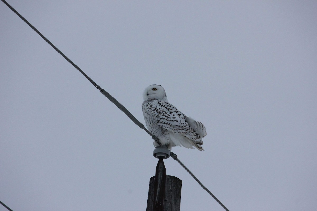 Snowy Owl - ML617453447