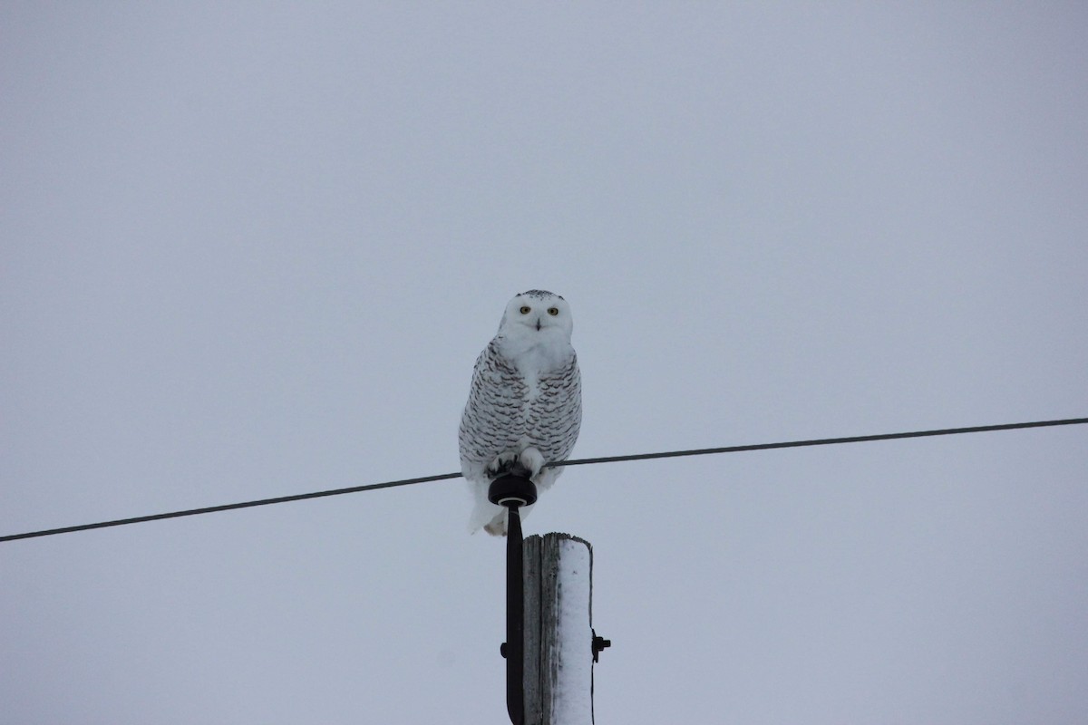 Snowy Owl - ML617453448