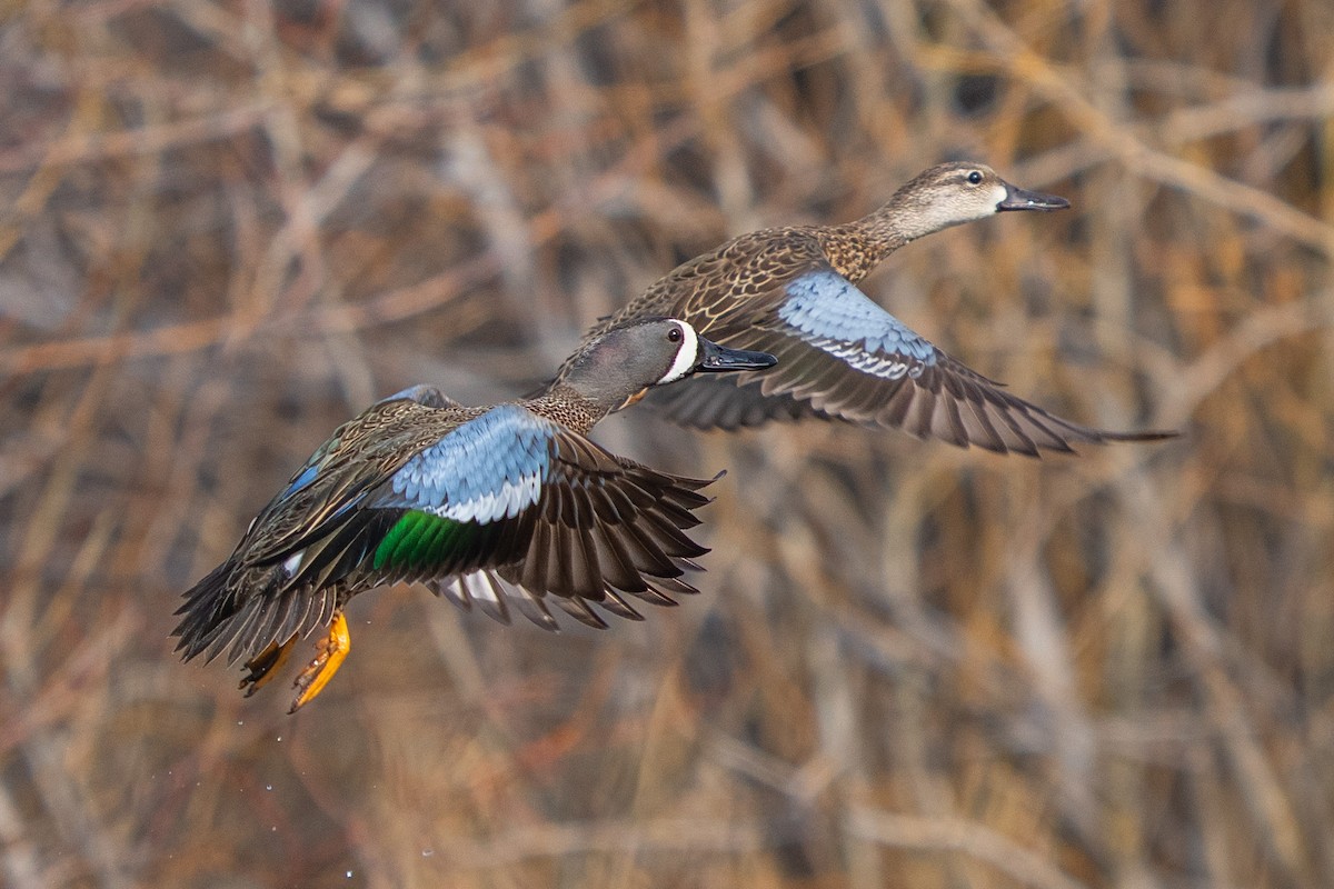 Blue-winged Teal - ML617453452