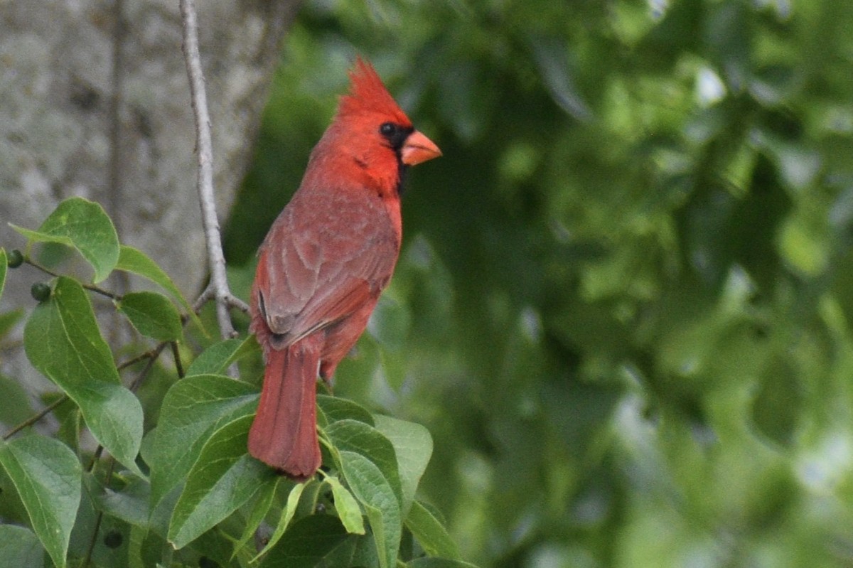 Northern Cardinal - Cate de la Garza Millard