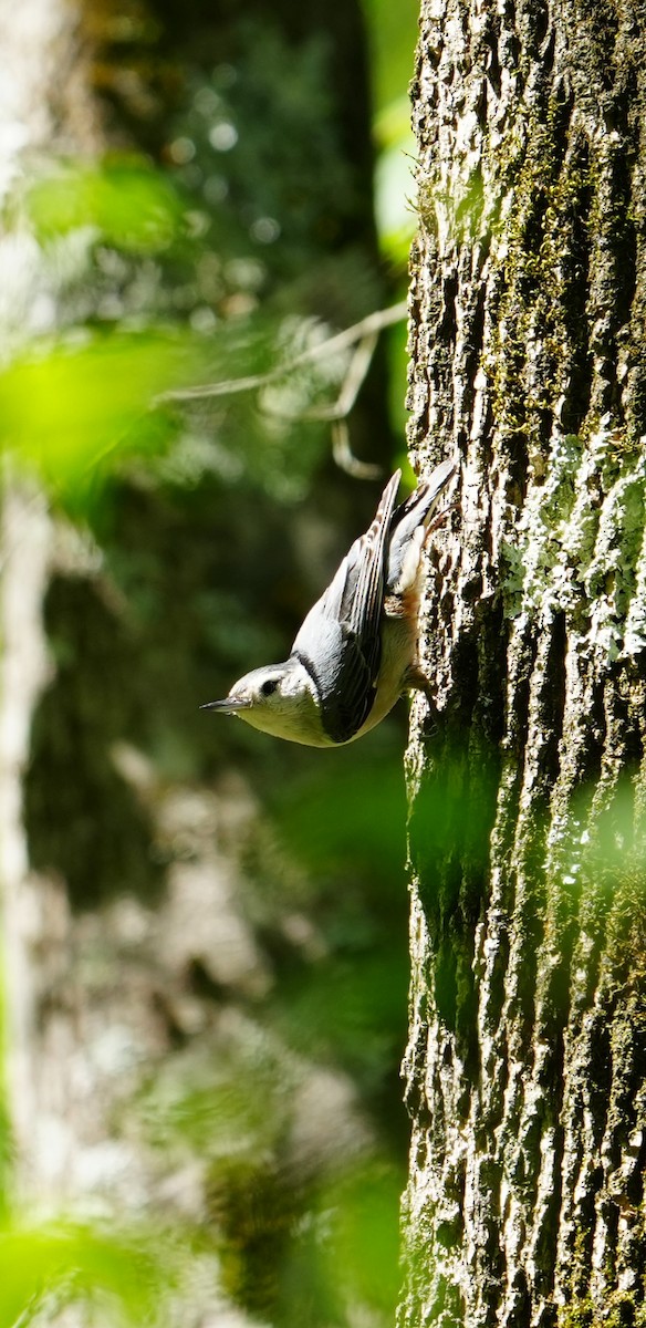 White-breasted Nuthatch - ML617453537