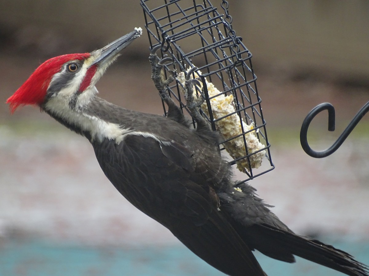 Pileated Woodpecker - ML617453568