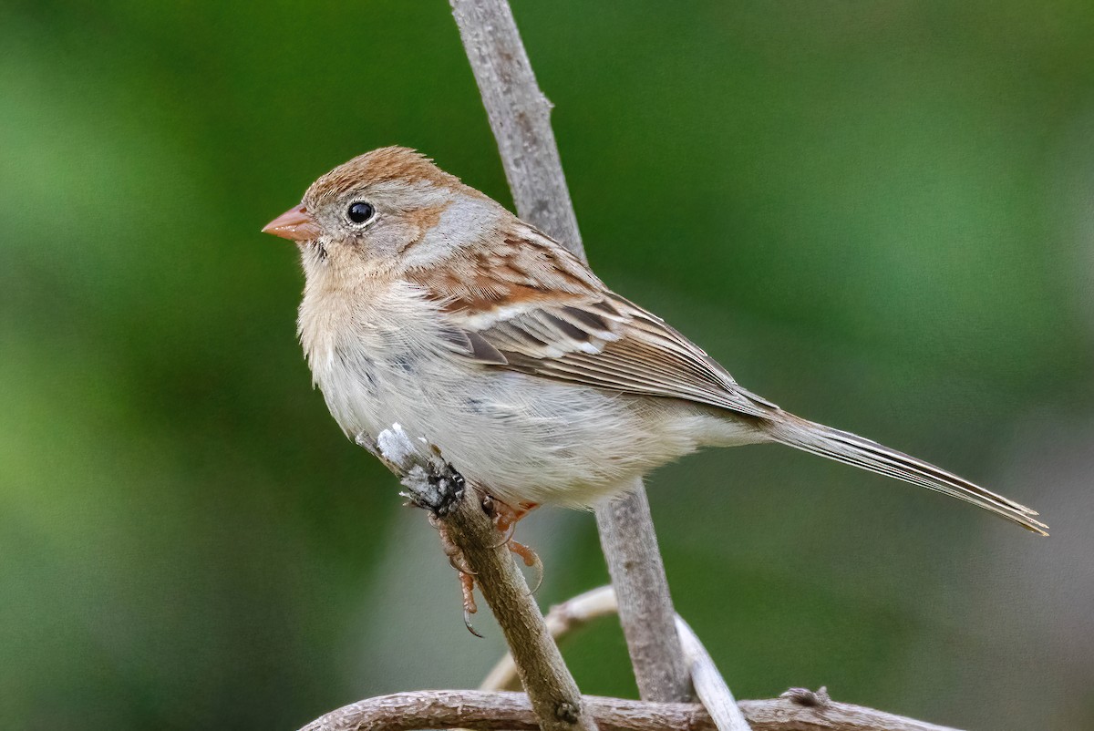 Field Sparrow - ML617453595