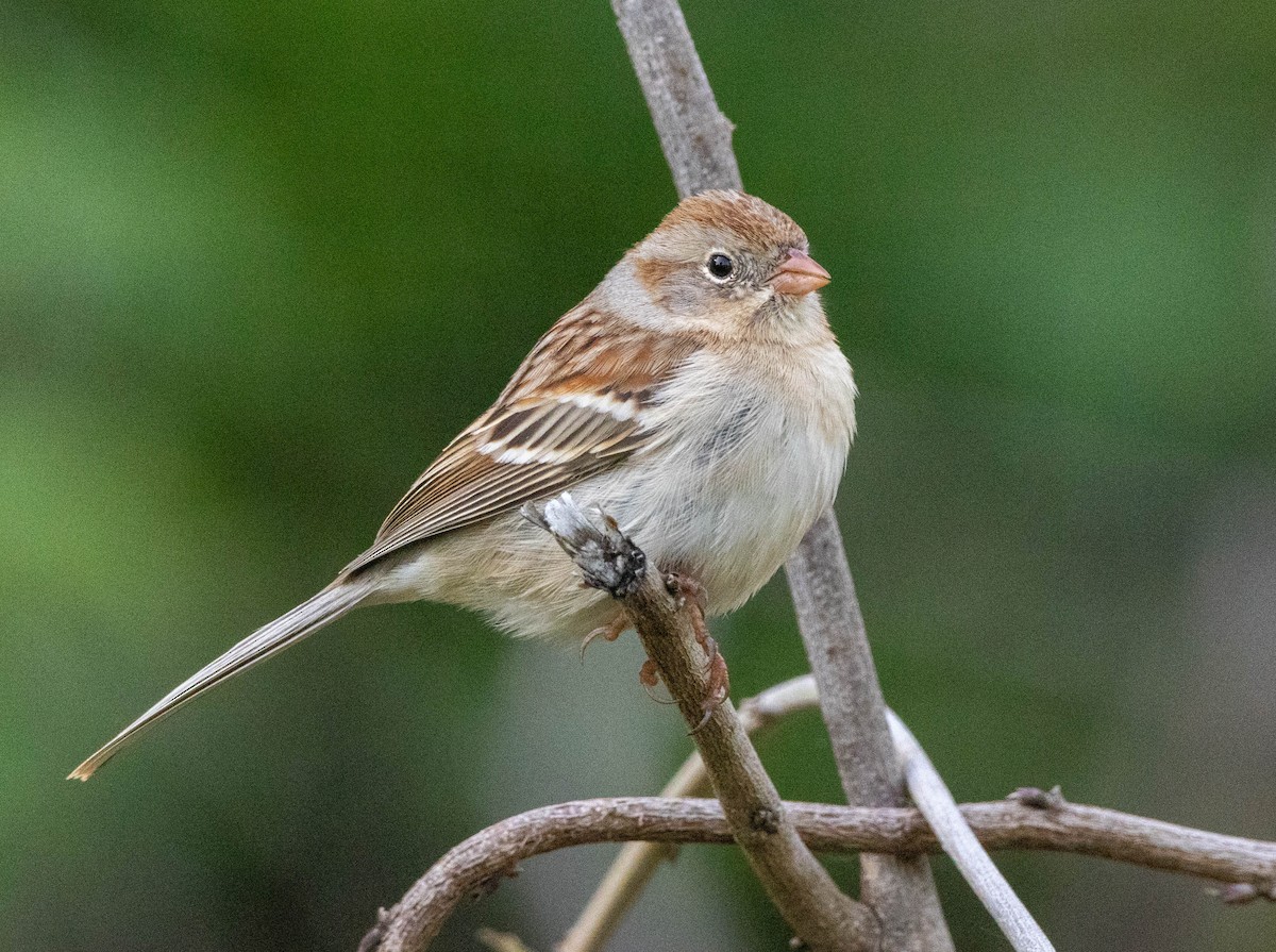 Field Sparrow - ML617453599