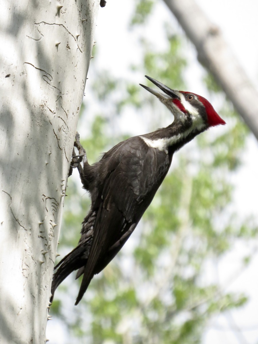 Pileated Woodpecker - ML617453655