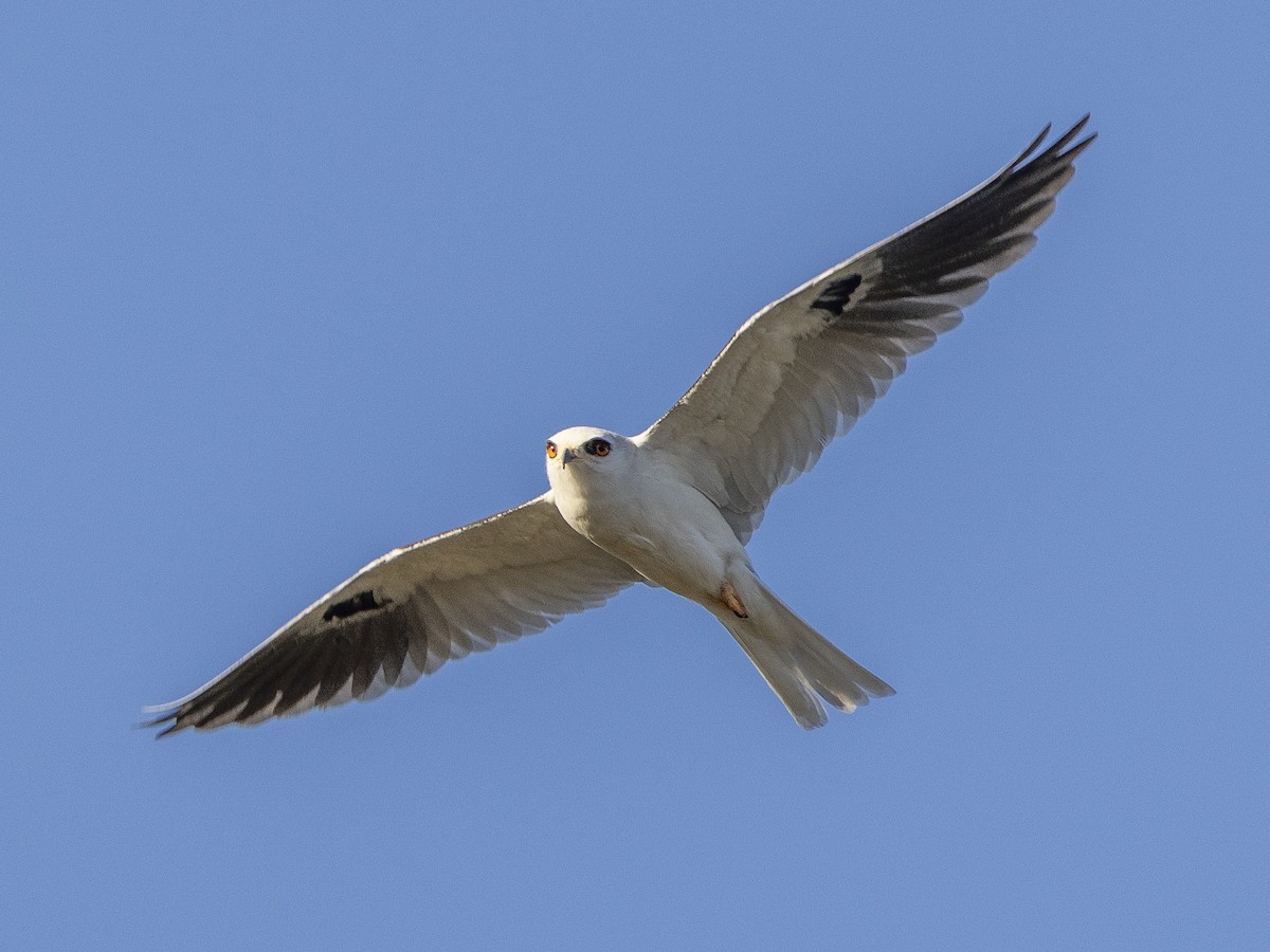 White-tailed Kite - Peter Kondrashov