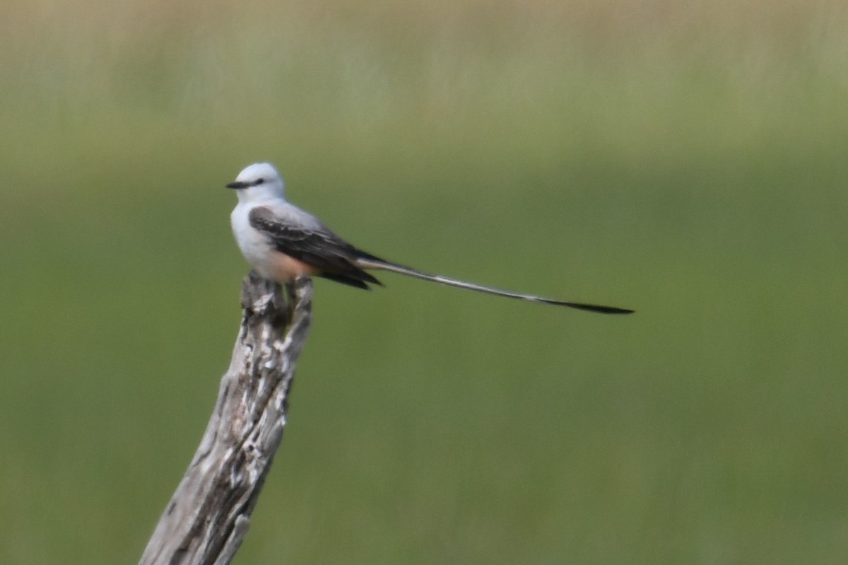 eBird Checklist 14 Apr 2024 Yacht Basin Rd., Bolivar 14 species