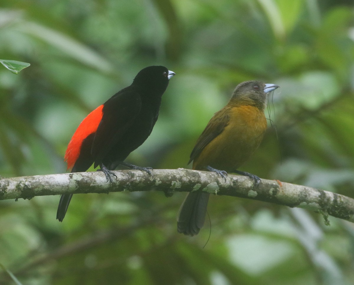 Scarlet-rumped Tanager - Roger Higbee