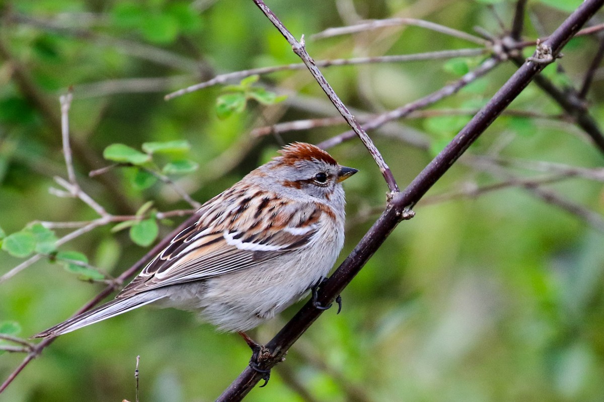 American Tree Sparrow - ML617453785