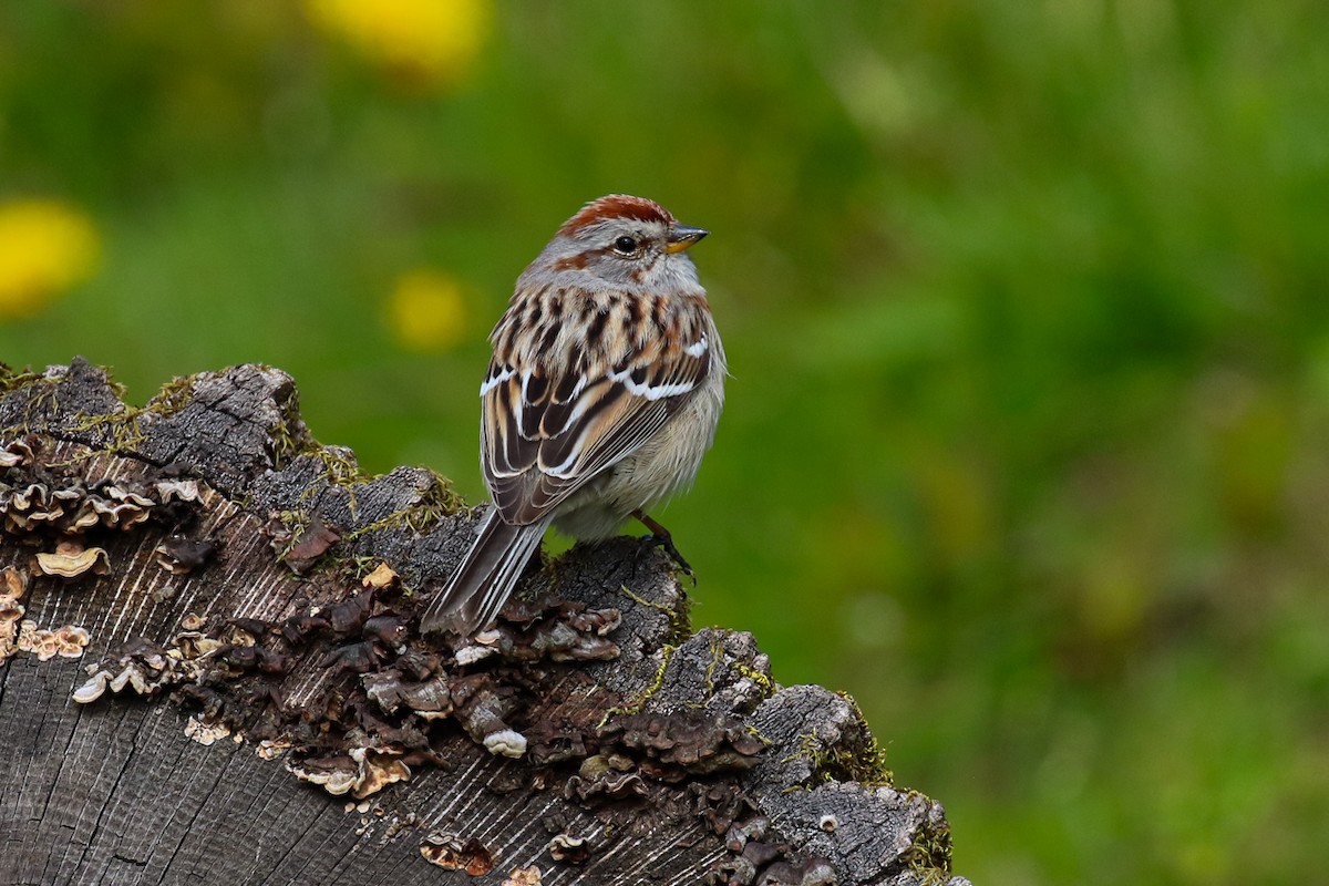 American Tree Sparrow - Marie O'Shaughnessy