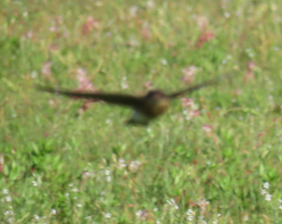 Cave Swallow - ML617453814