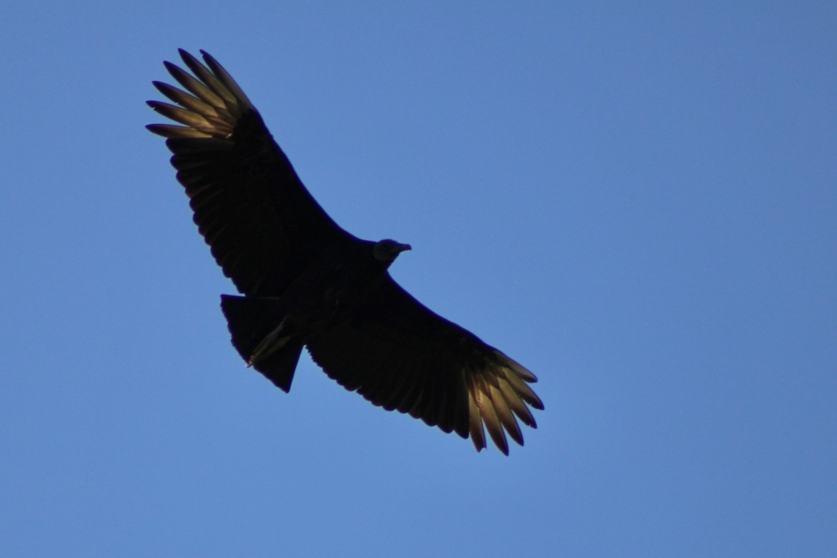 Black Vulture - ML617453864