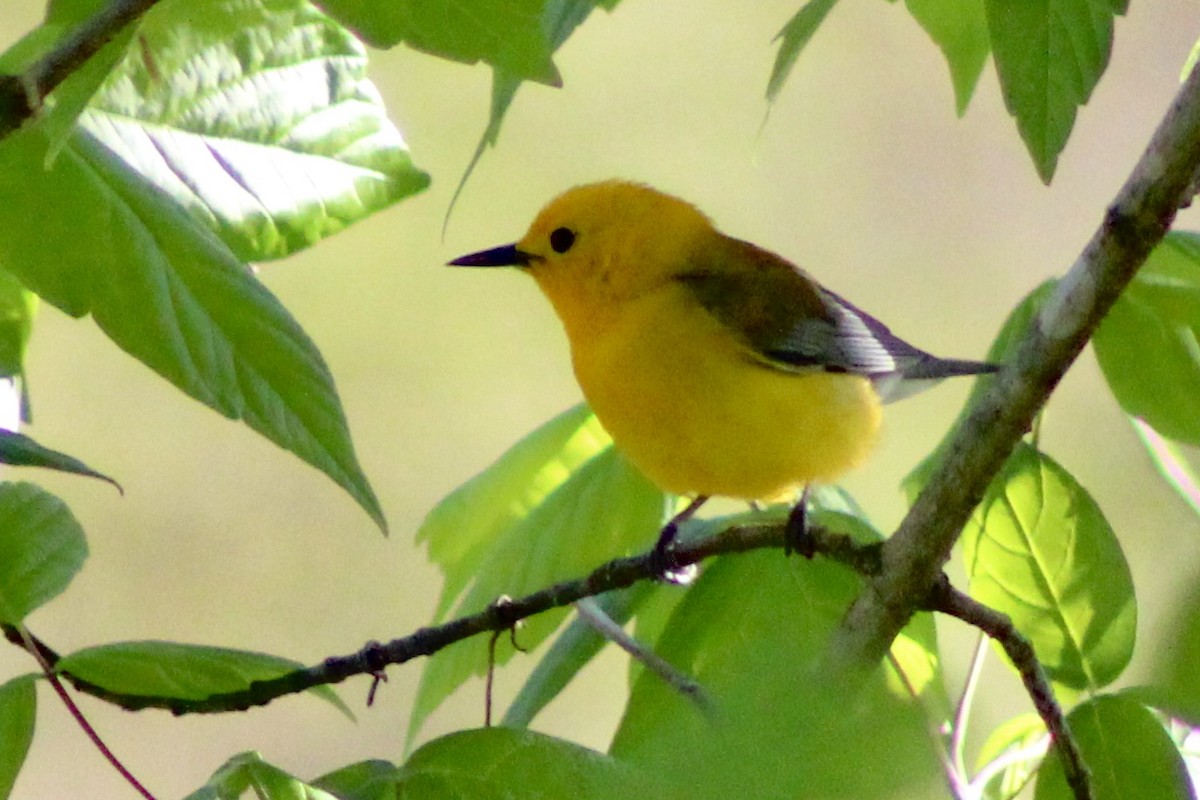 Prothonotary Warbler - Kevin Markham