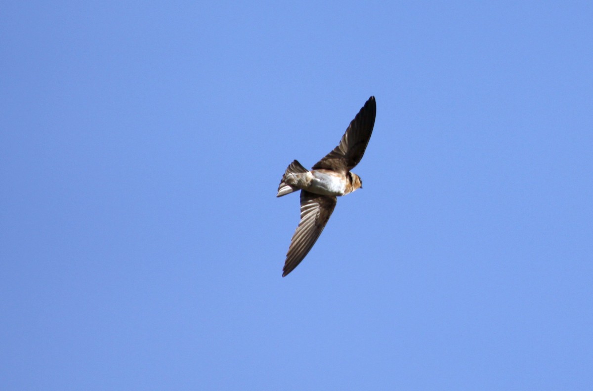 Cave Swallow - ML617453961