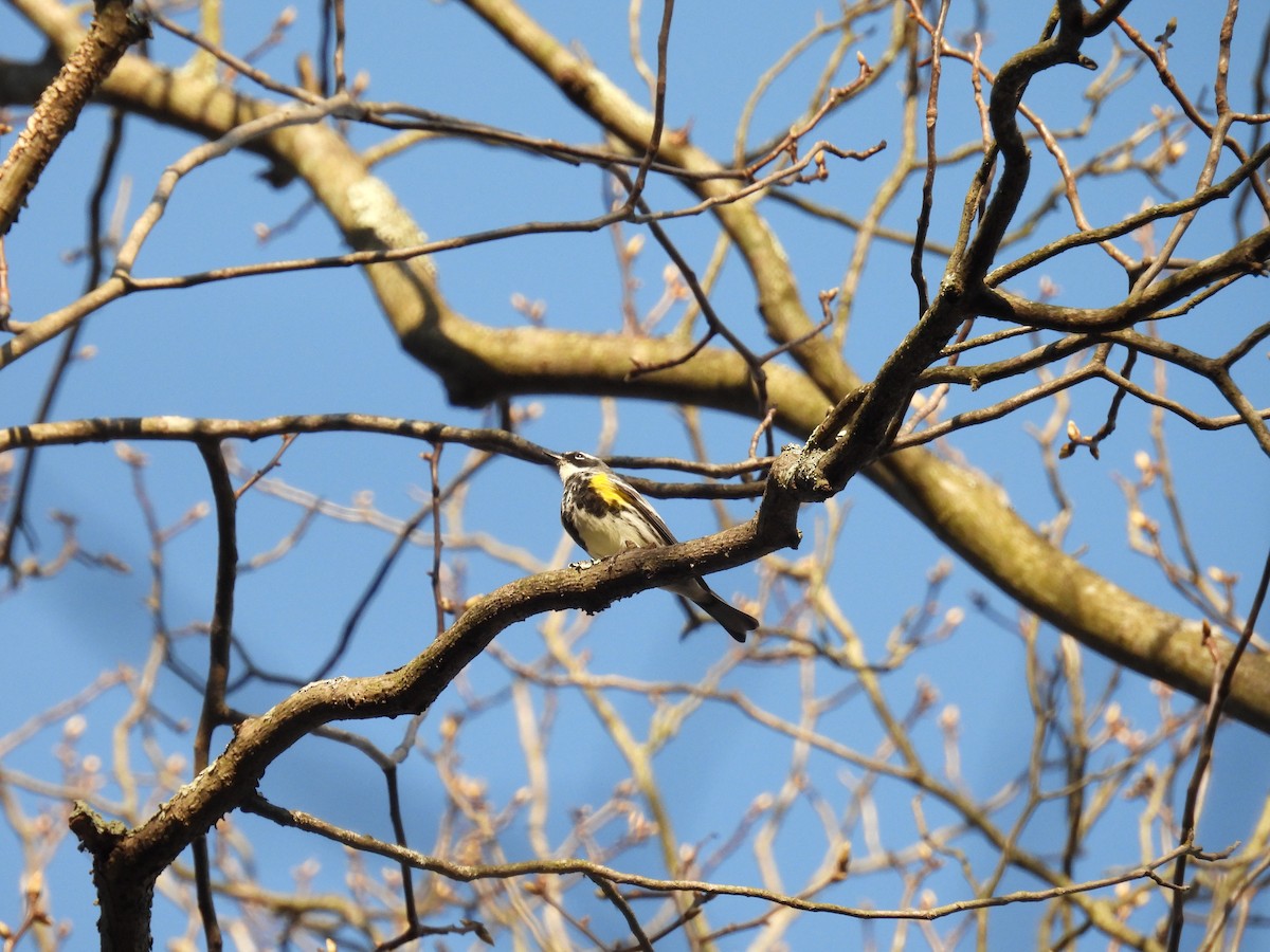 Yellow-rumped Warbler - ML617453989