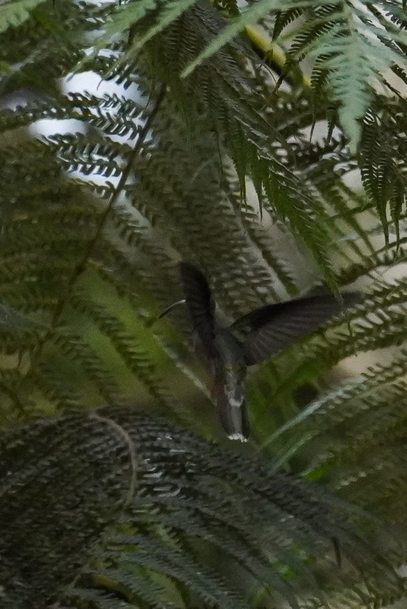 kolibřík ryšavoocasý - ML617453991