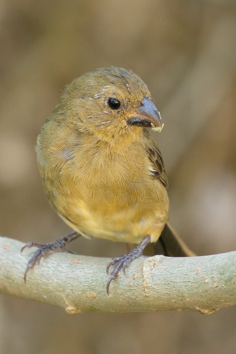 Yellow-bellied Seedeater - ML617454002